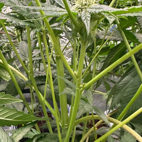 Misc x (LA Kush x Zkittles) #10 growlog timeline photo