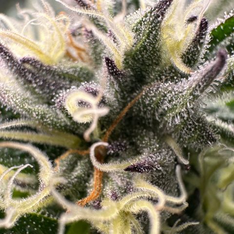 Misc x (LA Kush x Zkittles) #37 42.26g growlog timeline photo