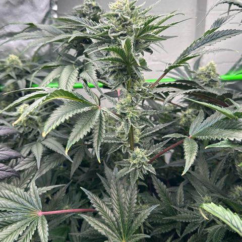 Misc x (LA Kush x Zkittles) #23 28.19g growlog timeline photo