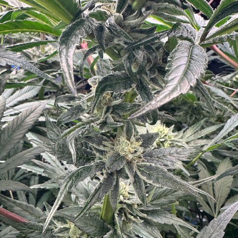 Misc x (LA Kush x Zkittles) #28 13.53g growlog timeline photo