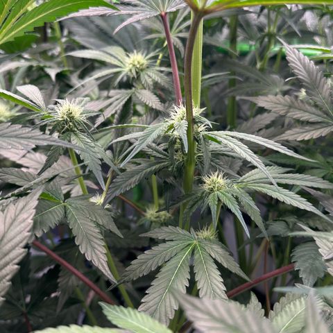 CxLAZ #06 growlog timeline photo