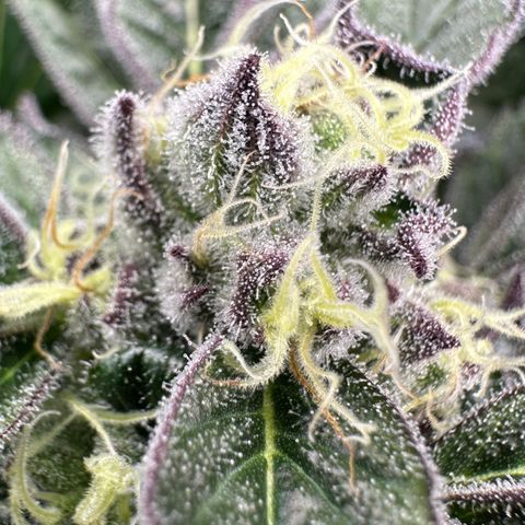 Misc x (LA Kush x Zkittles) #37 42.26g growlog timeline photo