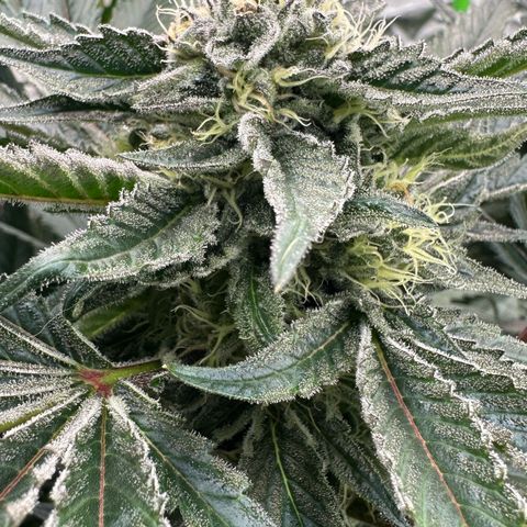 CxLAZ #16 50.72g growlog timeline photo