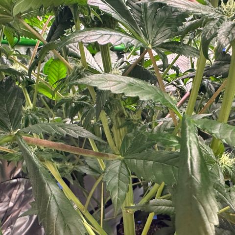 Misc x (LA Kush x Zkittles) #35 28.55g growlog timeline photo