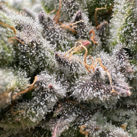 Misc x (LA Kush x Zkittles) #26 60.7g growlog timeline photo