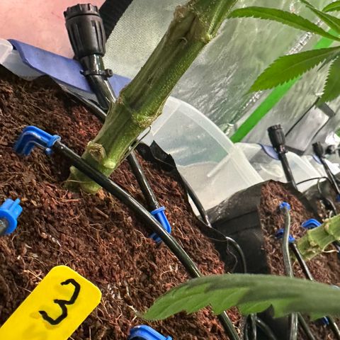CxLAZ #03 45.52g growlog timeline photo