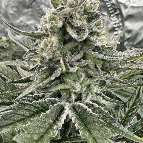 Misc x (LA Kush x Zkittles) #29 25.69g growlog timeline photo