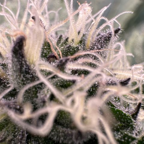 CxLAZ #16 50.72g growlog timeline photo
