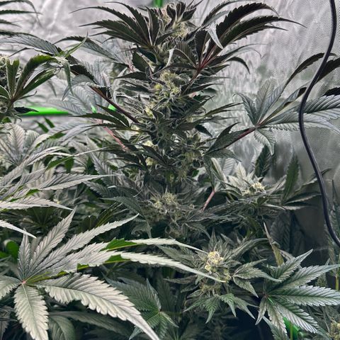 Misc x (LA Kush x Zkittles) #37 42.26g growlog timeline photo