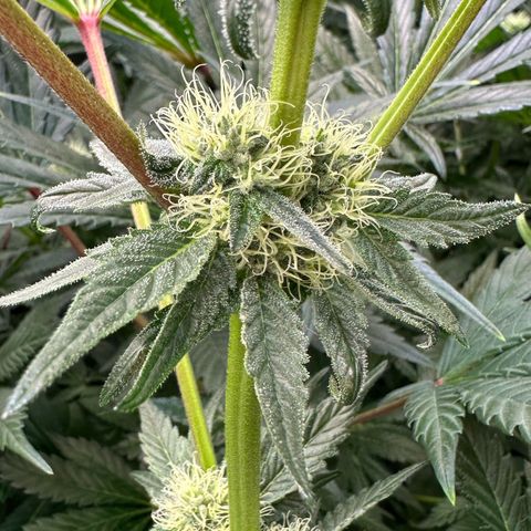 Misc x (LA Kush x Zkittles) #10 growlog timeline photo
