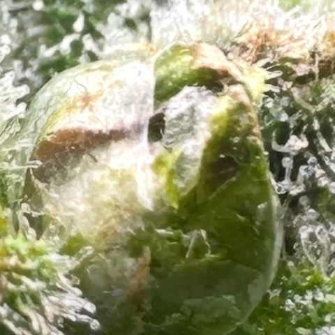 Misc x (LA Kush x Zkittles) #26 60.7g growlog timeline photo