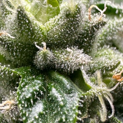 Misc x (LA Kush x Zkittles) #26 60.7g growlog timeline photo