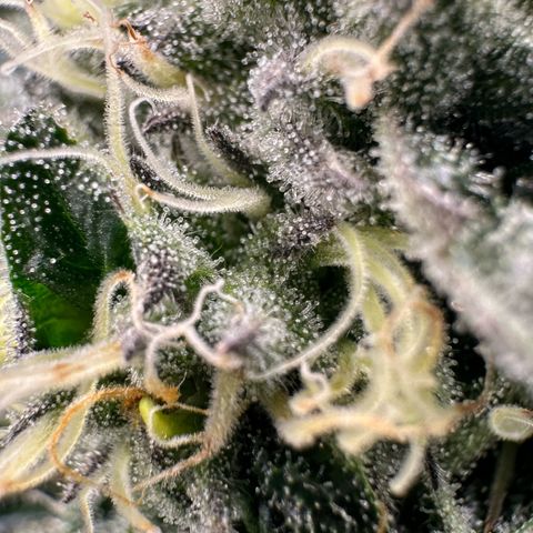 CxLAZ #31 58.75g growlog timeline photo
