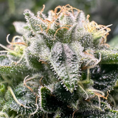 Misc x (LA Kush x Zkittles) #26 60.7g growlog timeline photo