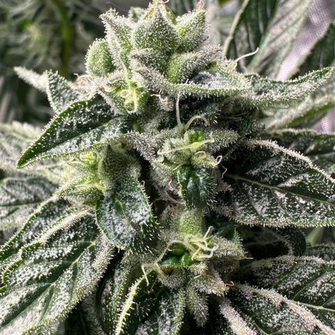 Misc x (LA Kush x Zkittles) #26 60.7g growlog timeline photo