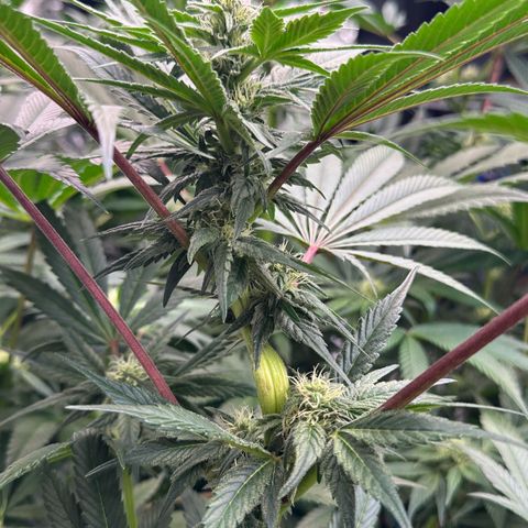 CxLAZ #03 45.52g growlog photo: Pollen sac from training on Tuesday