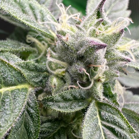 Misc x (LA Kush x Zkittles) #37 42.26g growlog timeline photo