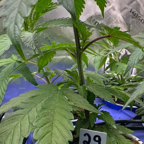 MiscxLAZ #29 C growlog timeline photo