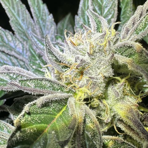 CxLAZ #16 50.72g growlog timeline photo