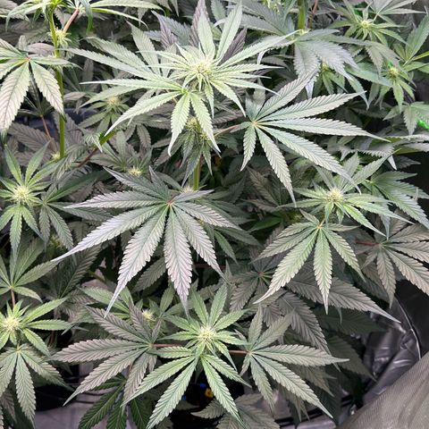 CxLAZ #06 growlog timeline photo