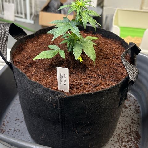 Auto Think Different  #3 growlog photo: Transplanted into 3 gal