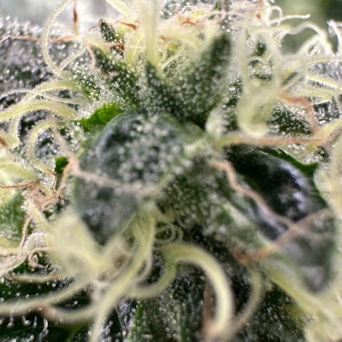 CxLAZ #20 13.7g growlog timeline photo