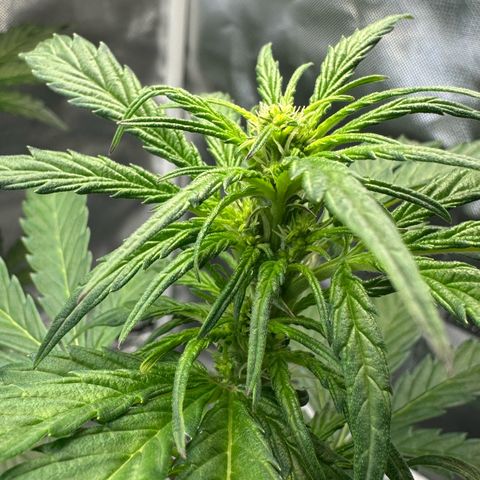 Auto Think Different  #1 growlog timeline photo