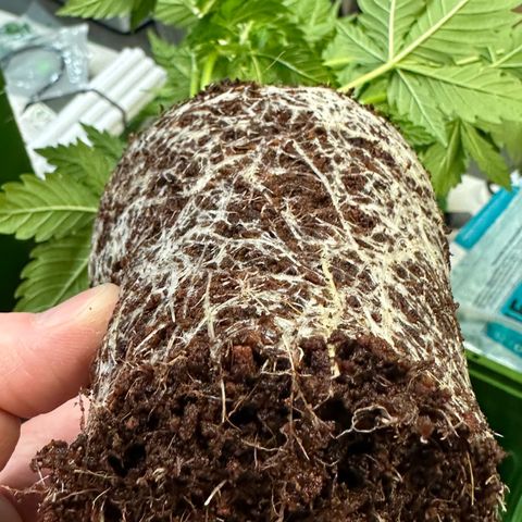 Fuel D.OG #1 Female 47.36g growlog photo: Transplanted into 1 gal pot