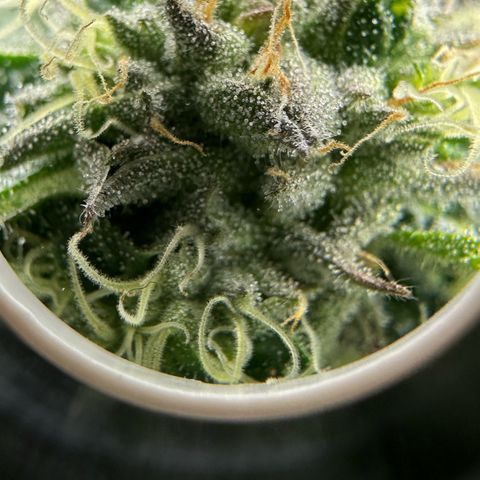 CxLAZ #16 50.72g growlog timeline photo