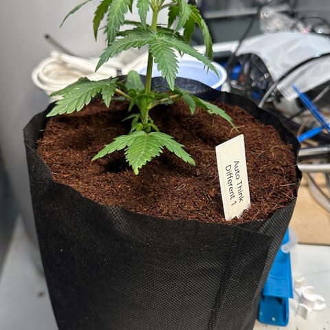 Auto Think Different  #1 growlog photo: Transplanted into 1 gal