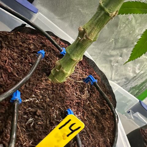 CxLAZ #14 53.59g growlog timeline photo