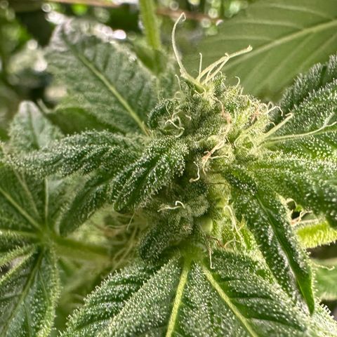 CxLAZ #20 13.7g growlog timeline photo
