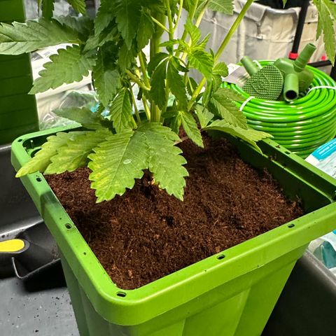 Fuel D.OG #2 Female 49.44g M growlog photo: Transplanted into 1 gal pot