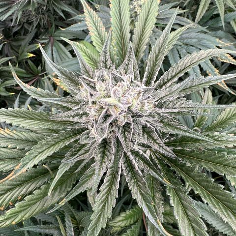 Misc x (LA Kush x Zkittles) #29 25.69g growlog timeline photo