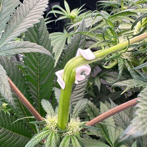 Misc x (LA Kush x Zkittles) #27 33.12g growlog photo: Trained top 