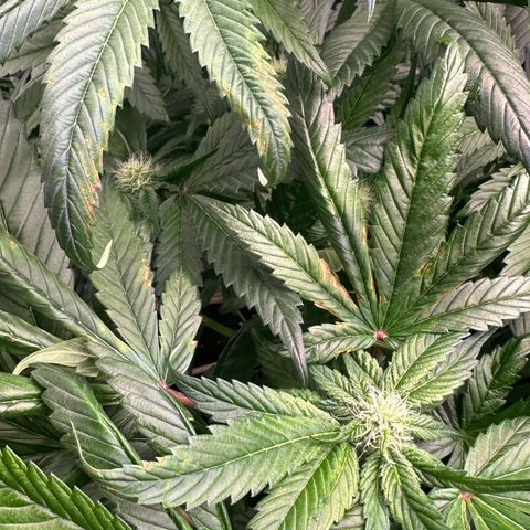 Misc x (LA Kush x Zkittles) #35 28.55g growlog photo: Possible magnesium deficit, added 70ml cal-mag to res