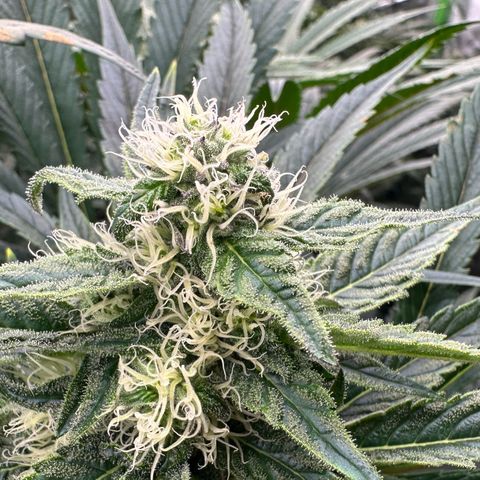 CxLAZ #31 58.75g growlog timeline photo