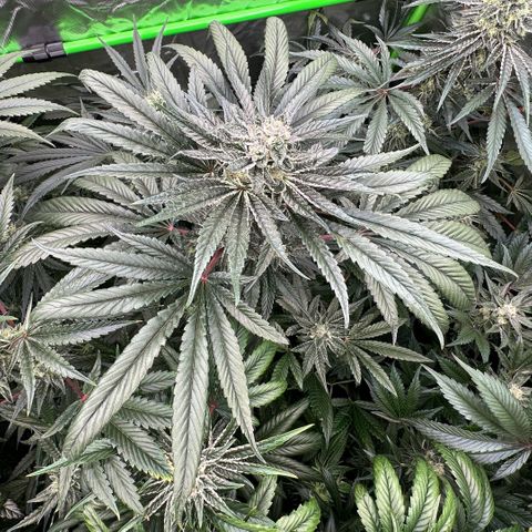 Misc x (LA Kush x Zkittles) #27 33.12g growlog timeline photo