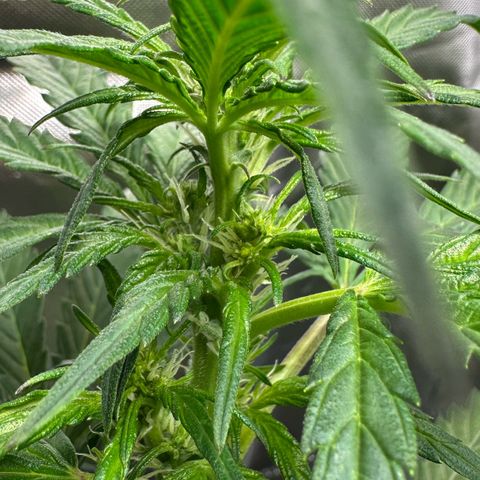 Auto Think Different  #1 growlog timeline photo