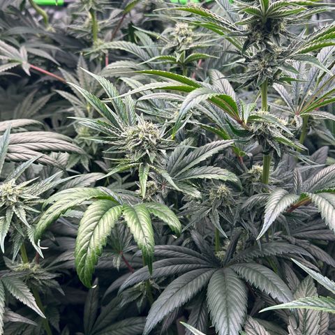 Misc x (LA Kush x Zkittles) #26 60.7g growlog timeline photo
