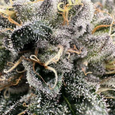 Misc x (LA Kush x Zkittles) #27 33.12g growlog timeline photo