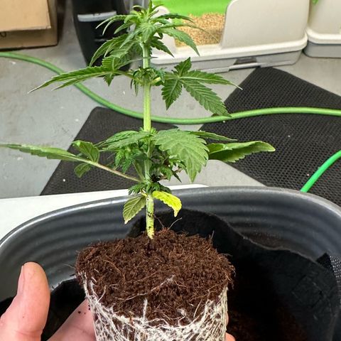 Auto Think Different  #3 growlog photo: Transplanted into 3 gal