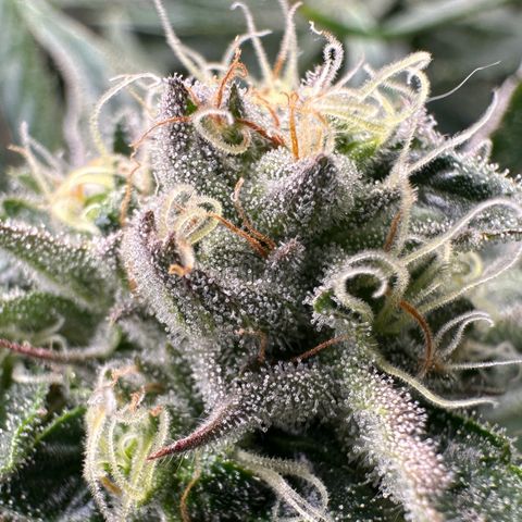 Misc x (LA Kush x Zkittles) #26 60.7g growlog timeline photo