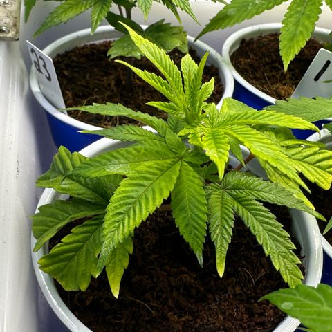 CxLAZ #20 C1 25g growlog timeline photo