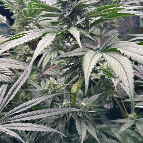 Misc x (LA Kush x Zkittles) #05 growlog timeline photo