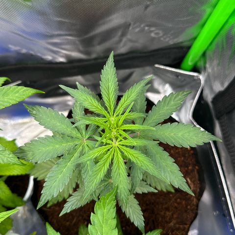 Auto Think Different  #1 growlog timeline photo