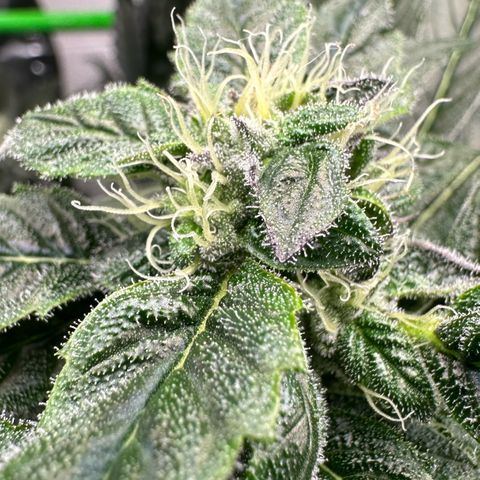 Misc x (LA Kush x Zkittles) #04 10.54g growlog timeline photo