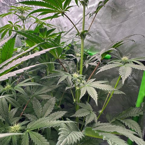 Misc x (LA Kush x Zkittles) #34 15.68g growlog timeline photo