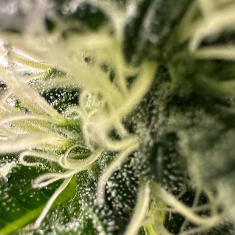 CxLAZ #15 52g growlog timeline photo