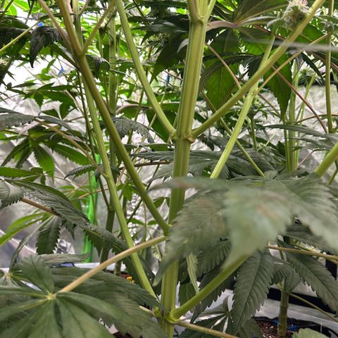 Misc x (LA Kush x Zkittles) #26 60.7g growlog timeline photo